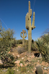 arizona saguaro cactus © AlfonsoC
