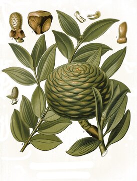 Medicinal plant, Agathis dammara, a species of plant from the Araucaria family, Historical, digitally restored reproduction from a 19th century original