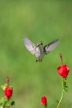 Juvenile Ruby-throated Hummingbird Hovering Near Turk's Cap Flowers