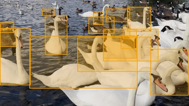 swans in the river thames with data tracking graphics