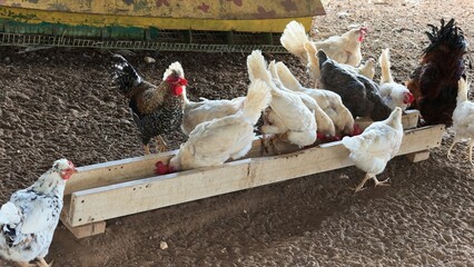 Flock of white, speckled and black chickens eating from a long wooden feeding trough on a dirt ground in a farm poultry yard, hens and a rooster with red combs, rural agriculture scene © Olshanetskaia
