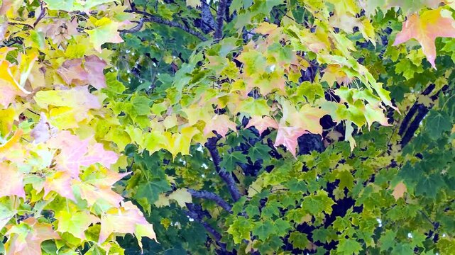 Early Autumn Maple Leaves Turning Yellow and Orange in Ontario Canada
