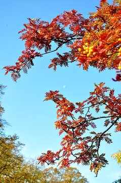 Vibrant woodland in autumn