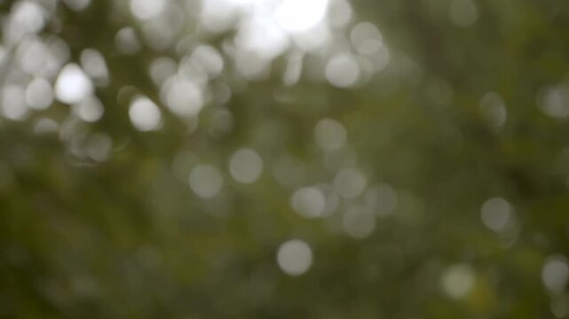 Intentionally blurred soft green bokeh foliage shifts in diffuse outdoor light. Nature documentary transition, environmental presentation, and relaxation media.