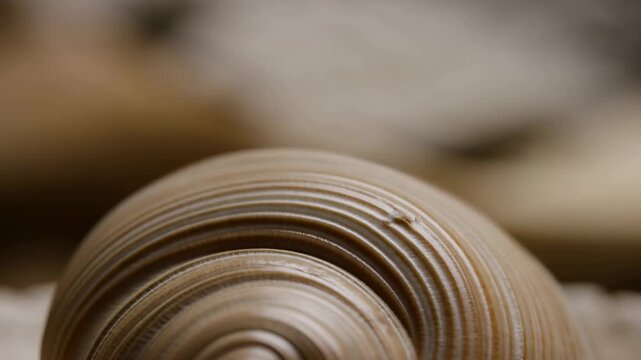 Spiral seashell resting on a natural coastal surface in macro close-up with shallow depth of field. Marine biology education, ocean conservation campaigns, and coastal tourism promotion.