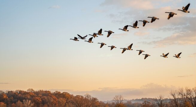 Geese flying above autumn woodland at golden hour. Autumn bird migration and seasonal wildlife