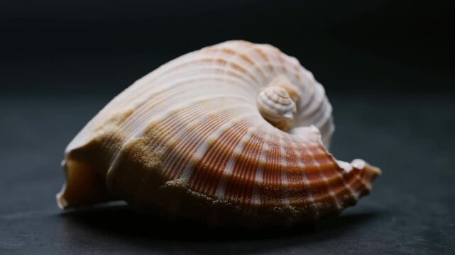 Ribbed seashell rests on a dark tabletop in a softly lit still life. Marine biology education, nature documentary, and coastal tourism promotion.