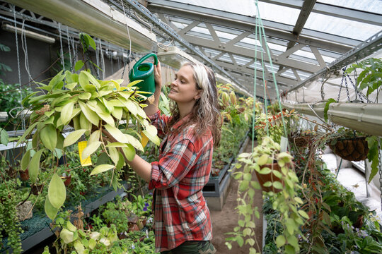 Cheerful enthusiastic woman orangery employee waters hanging plant in greenhouse with watering can, happy female working in botanical garden and taking care for plants, daily routine in nursery.