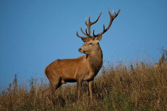 Side view of a large, mature&nbsp;red deer stag&nbsp;(Cervus elaphus) standing proudly