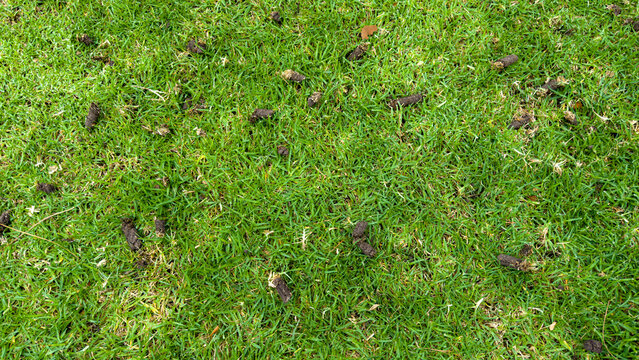 extracted dirt soil plugs from core lawn aeration lie scattered across a green grass yard surface