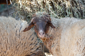 Close-up of a brown sheep standing among a flock of woolly sheep in a farm enclosure, with hay scattered across its head and thick beige fleece surrounding it. © NataSao