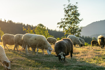 Sheep grazing on a mountain meadow in warm morning sunlight in the Beskid Śląski mountains, Poland © Piotr Szpakowski