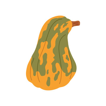 Hand drawn winter squash illustration in warm orange and green colors. Flat cartoon vegetable for autumn harvest designs, farm market graphics, seasonal recipes and fall decorations.