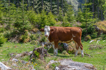 Cow herd grazing at farming pasture in green field. Graze in pasture. Cow in countryside. Domestic animal graze on summer farm. Rural landscape with cattle. Cows in mountain field. Cow at alp farming © be free
