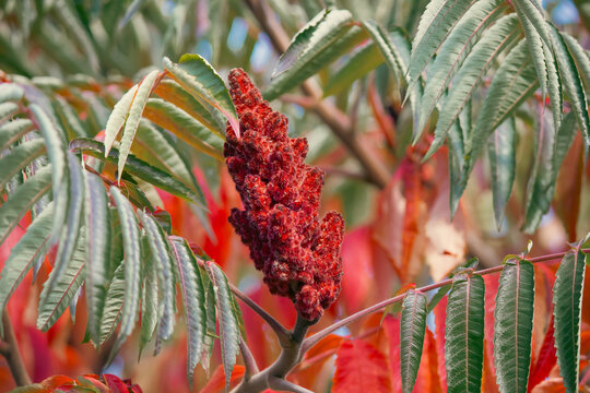 Red staghorn sumac fruit cluster growing among colorful autumn foliage