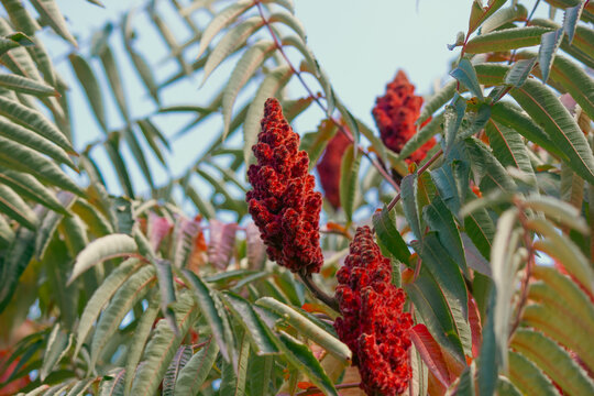 Red staghorn sumac fruit cluster growing among colorful autumn foliage