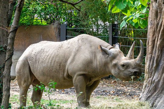 Black rhino at the St. Louis Zoo in St. Louis Missouri