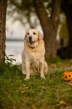 Cute Labrador Retriever dog in witch hat sitting near Halloween pumpkin bucket