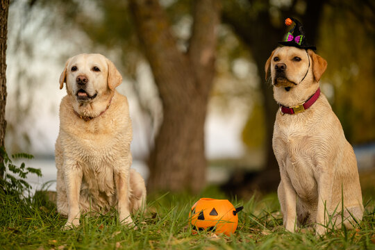 Two Labrador Retriever dogs sitting in park with Halloween witch hat and pumpkin bucket