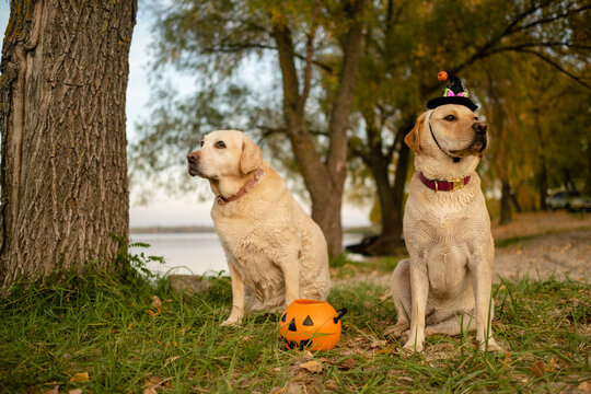 Two Labrador Retriever dogs sitting in park with Halloween witch hat and pumpkin bucket