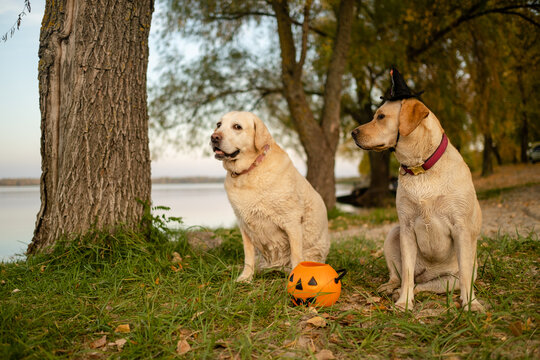 Two Labrador Retriever dogs sitting in park with Halloween witch hat and pumpkin bucket