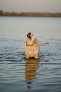 Happy Golden Labrador Retriever shaking head in calm water during sunset