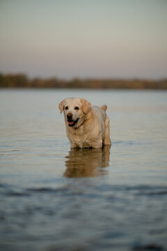 Golden Labrador Retriever standing in calm water during sunset