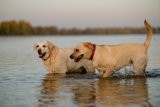 Two Labrador Retriever dogs playing together in calm river water at sunset