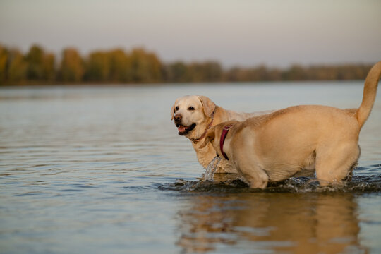 Two Labrador Retriever dogs playing together in calm river water at sunset