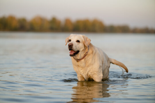 Golden Labrador Retriever standing in calm water during sunset