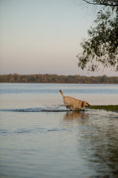 Active Labrador Retriever dog running and jumping through shallow river water