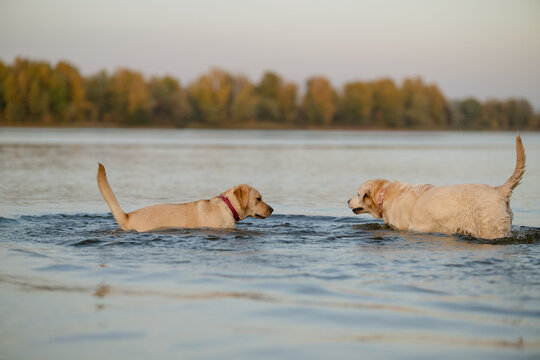 Two Labrador Retriever dogs playing together in calm river water at sunset