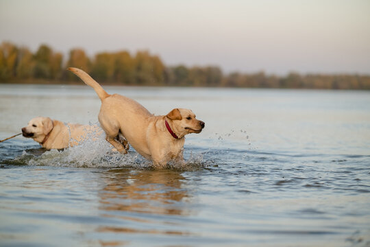 Active Labrador Retriever jumping in water with splash effect at sunset
