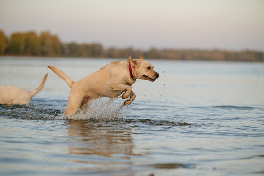 Active Labrador Retriever jumping in water with splash effect at sunset