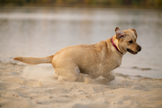Playful Labrador Retriever jumping on sand beach throwing blue puller toy in air