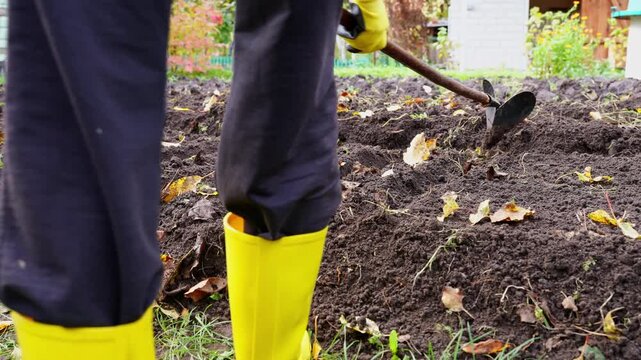 Unrecognizable woman plants garlic cloves in prepared garden soil during late autumn. Wearing bright yellow rubber gardening boots and protective gloves. Concept of healthy farming local food