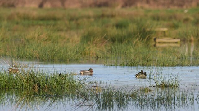Eurasian Teal, Anas crecca, birds in spring courtship on marshes