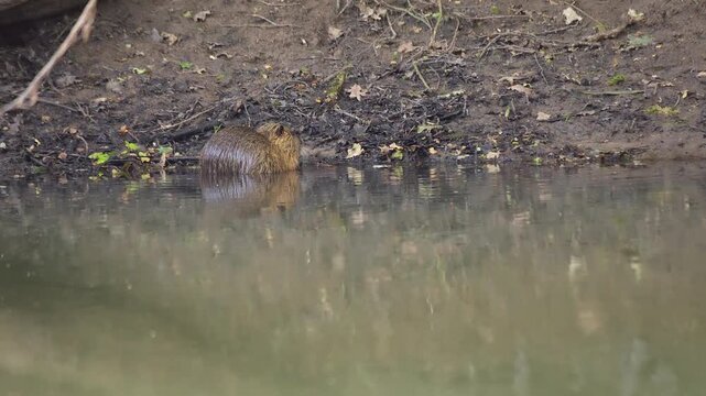 A nutria (Myocastor coypus) walks and swims on the shore of a pond, beaver rat, nature, wildlife, Ahlden, district Heidekreis, Lower Saxony, Germany
