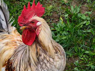 A large rooster stands in the orchard and turns its head © Yven Dienst