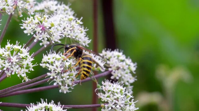 Saxon Wasp (Dolichovespula saxonica), Devon, England, United Kingdom