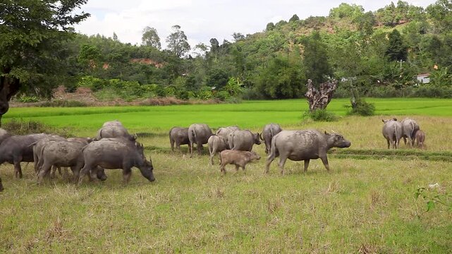 Water buffalo (Bubalus arnee) herd and shepherd at rice paddies, Vietnam