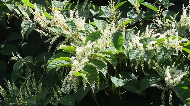 Flowering Japanese Knotweed (Fallopia Japonica), an invasive piece in a forest clearing in Ystad, Sk&aring;ne County, Sweden, Scandinavia