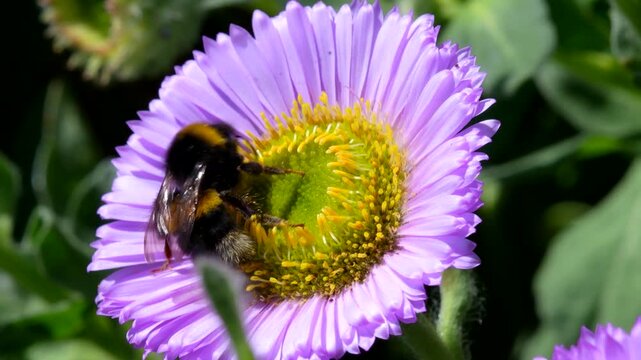 White-tailed Bumblebee (Bombus lucorum) on pink flower, Devon, England, United Kingdom