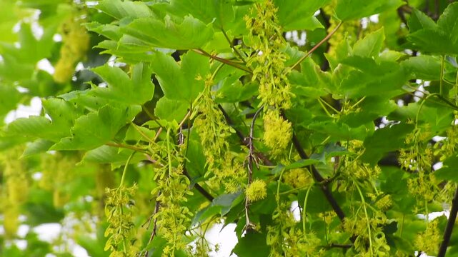 Flowering maple tree in Ystad, Scania, Sweden, Scandinavia