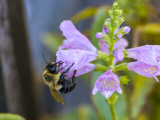 Honeybee on a flower © Jason