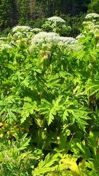 Flowering Giant Hogweed, (Heracleum mantegazzianum) an invasive species that is difficult to eradicate, in Glemminge, Ystad Municipality, Sk&aring;ne County, Sweden, Scandinavia