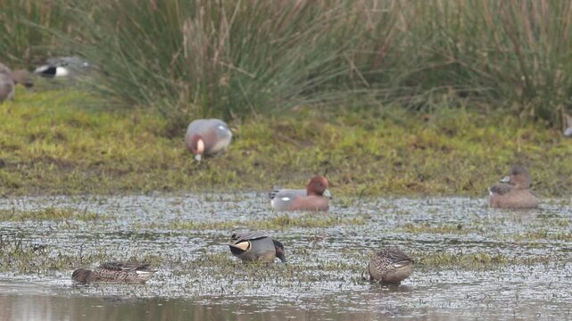 Eurasian Teal, Anas crecca, birds in spring courtship on marshes