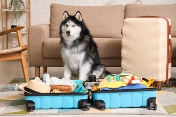 Travel preparation with pet, husky dog sitting near open suitcase with vacation clothes and accessories in living room ready for summer holiday trip © Pixel-Shot