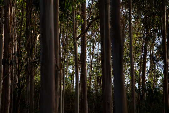 Tall eucalyptus tree trunks in a plantation forest in warm evening light