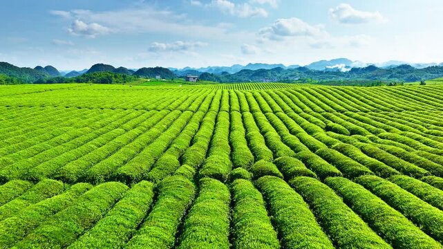 Neat rows of lush green tea plantations stretching across rolling hills in Anshun, Guizhou, under a clear blue sky.